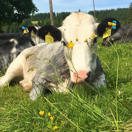 Almenrausch Mit 110 M2 Und Sonniger Terrasse * Burgberg (Bavaria)